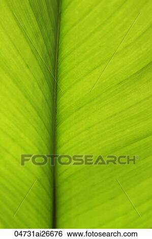 Close up of palm leaf View Large Photo Image Stock Photograph - Close up of palm leaf. Fotosearch