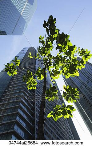 Picture - Green tree growing among sky scrapers. Fotosearch