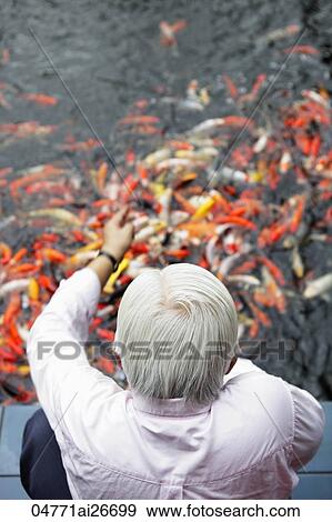 Top view of old man feeding Koi fish View Large Photo Image Stock Photo - Top view of old man feeding Koi fish. Fotosearch