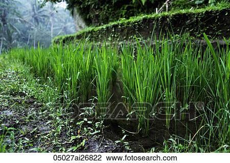 close up of rice plants View Large Photo Image Stock Image - close up of rice plants. Fotosearch
