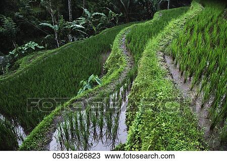 close up of terraced rice paddies View Large Photo Image Stock Image - close up of terraced rice paddies. Fotosearch