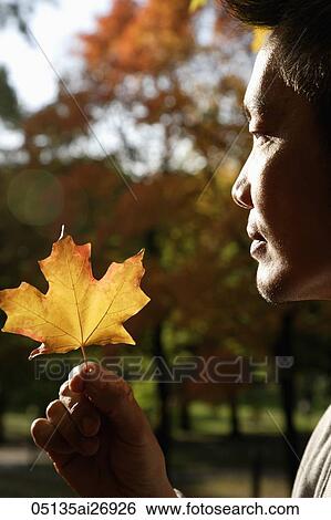 profile of man looking at oak leaf View Large Photo Image Stock Photograph - profile of man looking at oak leaf. Fotosearch