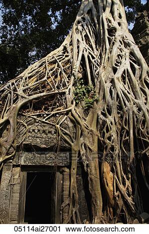 Roots growing over the ruins of Angkor Wat, Cambodia View Large Photo Image Stock Image - Roots growing over the ruins of Angkor Wat, Cambodia. Fotosearch