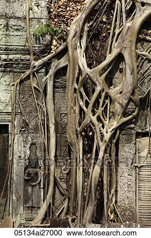 Stock Image - roots growing over the walls of Angkor Wat. Fotosearch