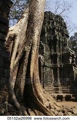 Ruins of Angkor Wat with Banyan tree in foreground View Large Photo Image Stock Photo - Ruins of Angkor Wat with Banyan tree in foreground. Fotosearch