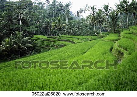 terraced rice paddies Ubud, Bali View Large Photo Image Stock Image - terraced rice paddies Ubud, Bali. Fotosearch