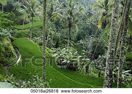 terraced rice paddies, Ubud Bali View Large Photo Image Stock Photo - terraced rice paddies, Ubud Bali. Fotosearch