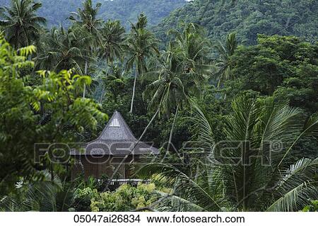 thatched house surrounded by tropical trees View Large Photo Image Picture - thatched house surrounded by tropical trees. Fotosearch