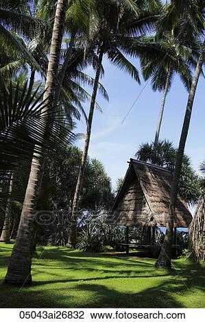 Stock Image - thatched hut surrounded by coconut trees, Bali. Fotosearch