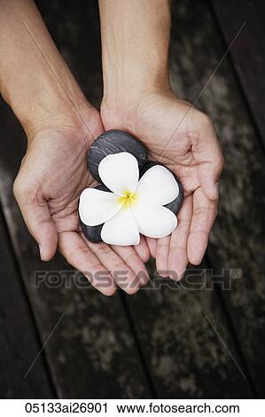 top view of man holding pebbles with flower View Large Photo Image Stock Image - top view of man holding pebbles with flower. Fotosearch