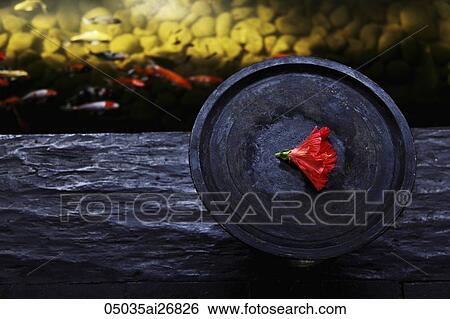 wooden bowl with red flower near fish pond View Large Photo Image Stock Photograph - wooden bowl with red flower near fish pond. Fotosearch