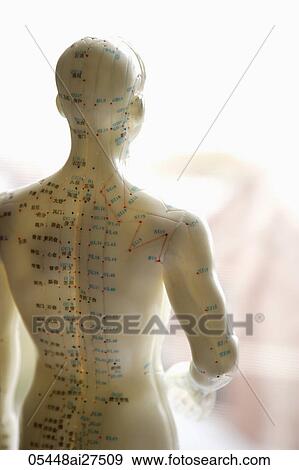 Back view of accupuncture model. View Large Photo Image Stock Photo - Back view of accupuncture model.. Fotosearch