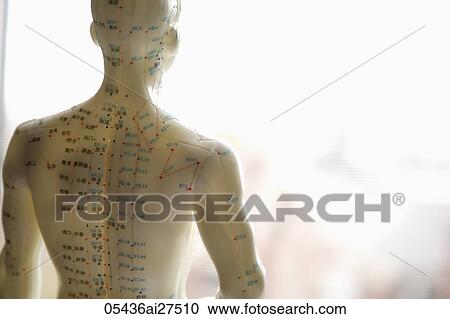 back view of acupuncture model. View Large Photo Image Stock Image - back view of acupuncture model.. Fotosearch