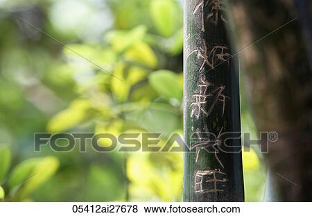 Carved Chinese characters into bamboo. "Good fortune" View Large Photo Image Stock Photo - Carved Chinese characters into bamboo. "Good fortune". Fotosearch
