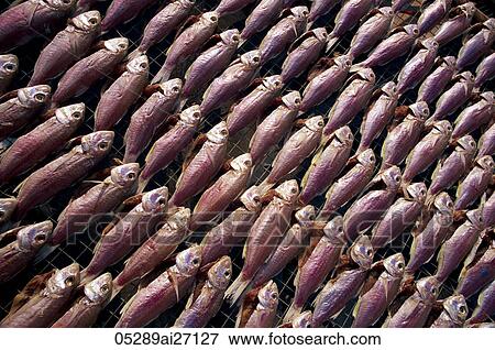China, Hong Kong, Cheung Chau Island, Drying Fish View Large Photo Image Stock Photo - China, Hong Kong, Cheung Chau Island, Drying Fish. Fotosearch
