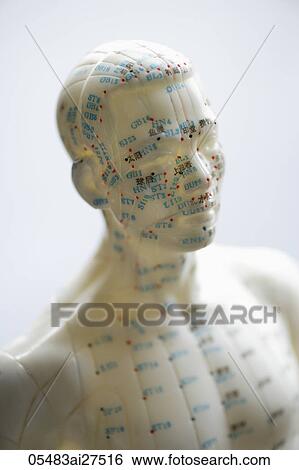 Stock Photograph - close up of acupuncture model. Fotosearch