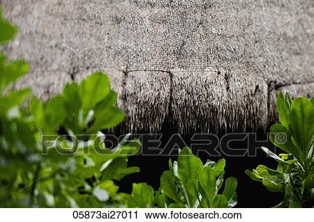 cropped shot of thatched hut View Large Photo Image Stock Image - cropped shot of thatched hut. Fotosearch