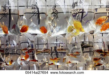 Picture - Different colored fish in plastic bags. Fotosearch