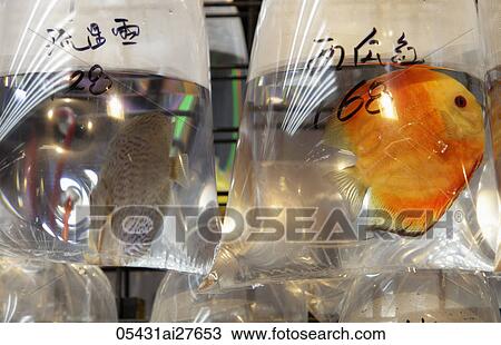 Stock Image - Fish in plastic bag. Fotosearch