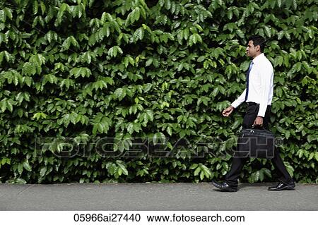 Indian man walking in front of green leafy hedge. View Large Photo Image Stock Image - Indian man walking in front of green leafy hedge.. Fotosearch