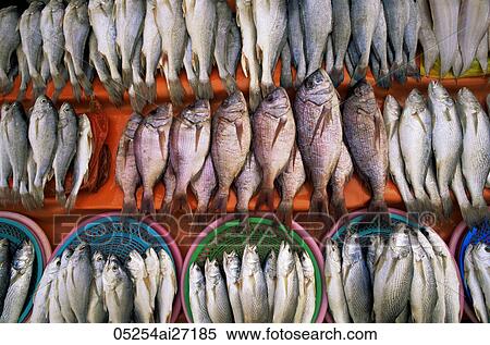 Korea, Busan, Jagalchi Market, Fresh Fish Display View Large Photo Image Stock Photography - Korea, Busan, Jagalchi Market, Fresh Fish Display. Fotosearch