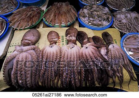Korea, Busan, Jagalchi Market, Octopus Display View Large Photo Image Stock Photograph - Korea, Busan, Jagalchi Market, Octopus Display. Fotosearch