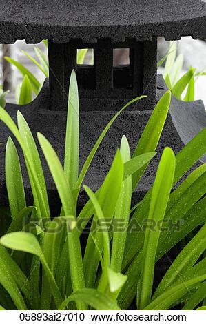 long leaves in front of stone Japanese lantern View Large Photo Image Stock Image - long leaves in front of stone Japanese lantern. Fotosearch