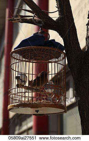 Oiseau Dans Osier Cage Banque Dimage