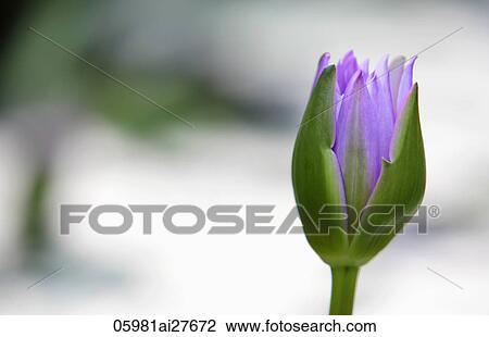Purple lilly bulb. View Large Photo Image Stock Image - Purple lilly bulb.. Fotosearch