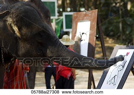 Thailand, Chiang Mai, Elephant Camp, Elephant Show, Elephant Painting View Large Photo Image Stock Photo - Thailand, Chiang Mai, Elephant Camp, Elephant Show, Elephant Painting. Fotosearch