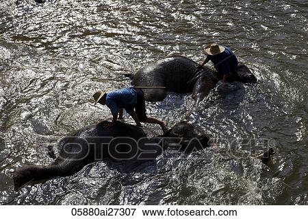 Thailand, Chiang Mai, Elephant Camp, Elephants Bathing View Large Photo Image Stock Photo - Thailand, Chiang Mai, Elephant Camp, Elephants Bathing. Fotosearch