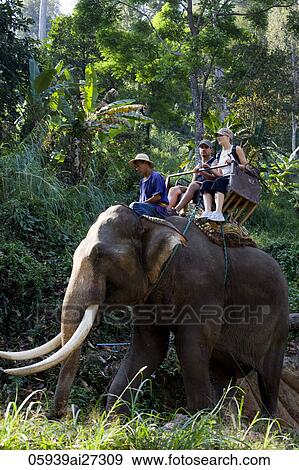 Stock Photo - Thailand, Chiang Mai, Elephant Camp, Tourist Elephant Trekking. Fotosearch