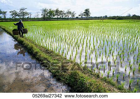 Thailand, Chiang Mai, Farmer and Rice Paddy Fields View Large Photo Image Stock Image - Thailand, Chiang Mai, Farmer and Rice Paddy Fields. Fotosearch