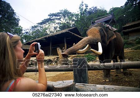 Stock Image - Thailand, Chiang Mai, Mae Sa Elephant Camp, Tourists Taking Photos of Elephant. Fotosearch
