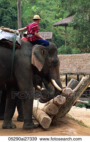 Stock Photo - Thailand, Chiang Mai, Mae Sa Elephant Camp, Elephant Show. Fotosearch
