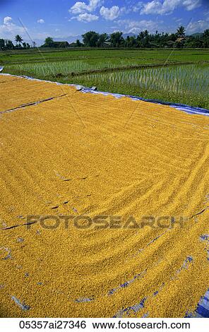 Thailand, Chiang Mai, Rice Drying and Rice Paddy Fields View Large Photo Image Stock Photograph - Thailand, Chiang Mai, Rice Drying and Rice Paddy Fields. Fotosearch