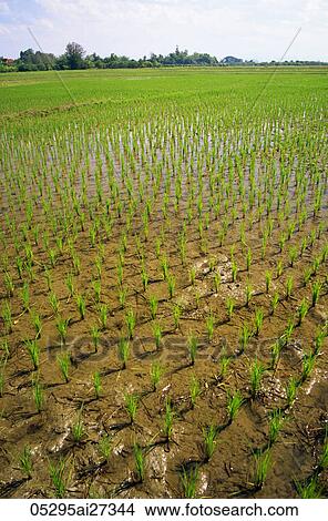 Thailand, Chiang Mai, Rice Paddy Fields View Large Photo Image Picture - Thailand, Chiang Mai, Rice Paddy Fields. Fotosearch