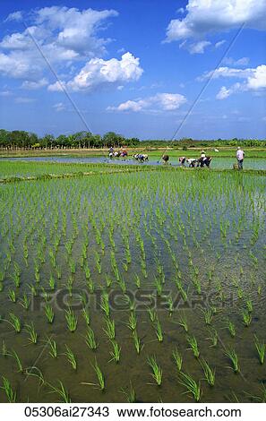 Thailand, Chiang Mai, Rice Paddy Fields View Large Photo Image Stock Image - Thailand, Chiang Mai, Rice Paddy Fields. Fotosearch