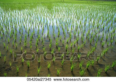 Stock Photography - Thailand, Chiang Mai, Rice Paddy Fields. Fotosearch