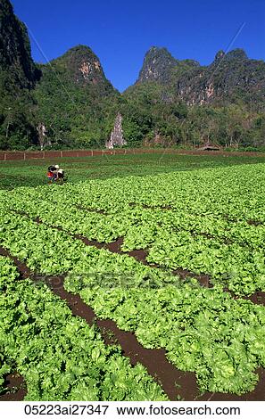 Thailand, Chiang Rai, Agricultural Fields and Karst Cliffs View Large Photo Image Stock Photo - Thailand, Chiang Rai, Agricultural Fields and Karst Cliffs. Fotosearch