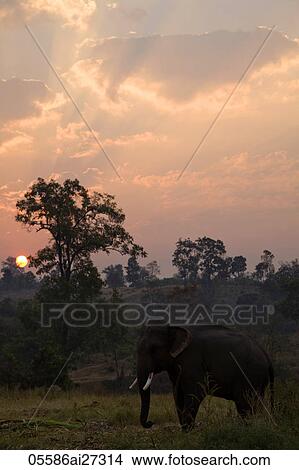 Thailand, Golden Triangle, Chiang Mai, Elephants at Dawn View Large Photo Image Picture - Thailand, Golden Triangle, Chiang Mai, Elephants at Dawn. Fotosearch