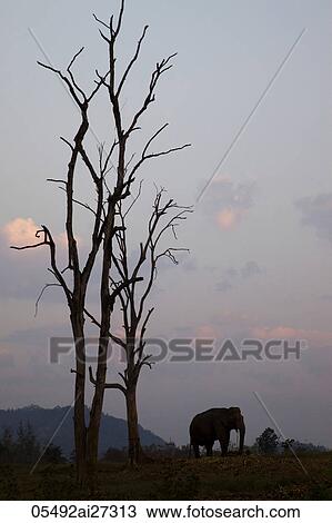 Stock Image - Thailand, Golden Triangle, Chiang Mai, Elephants at Dawn. Fotosearch