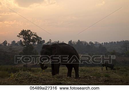 Thailand, Golden Triangle, Chiang Mai, Elephants at Dawn View Large Photo Image Stock Photograph - Thailand, Golden Triangle, Chiang Mai, Elephants at Dawn. Fotosearch