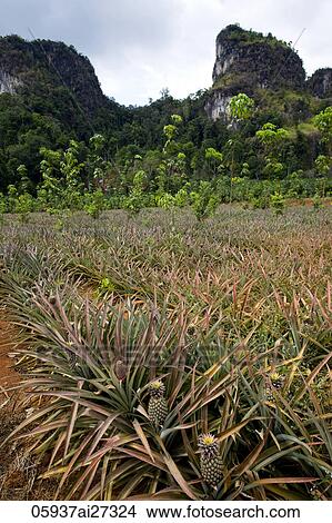 Thailand, Krabi, Pineapple Plantation and Karst Mountains View Large Photo Image Picture - Thailand, Krabi, Pineapple Plantation and Karst Mountains. Fotosearch