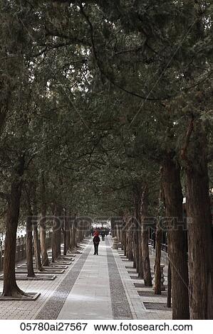 Stock Photo - Tree lined street. Beijing, China. Fotosearch