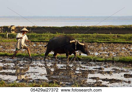 Vietnam, Farmer and Buffalo in Paddy Field View Large Photo Image Stock Image - Vietnam, Farmer and Buffalo in Paddy Field. Fotosearch