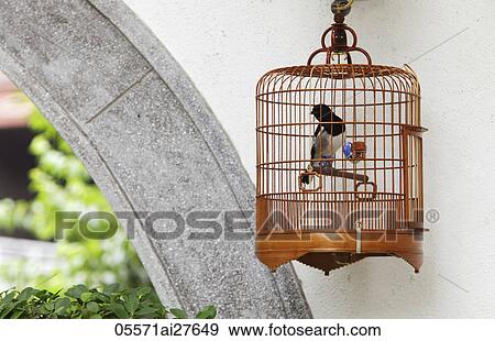 Wicker bird cage hanging on wall View Large Photo Image Stock Photo - Wicker bird cage hanging on wall. Fotosearch