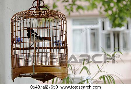 Wicker bird cage with bird hanging outside house View Large Photo Image Stock Image - Wicker bird cage with bird hanging outside house. Fotosearch