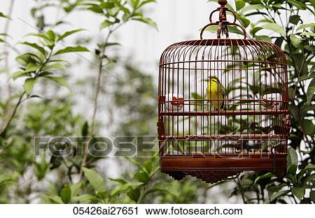 Stock Image - Wicker bird cage with yellow bird hanging in tree. Fotosearch