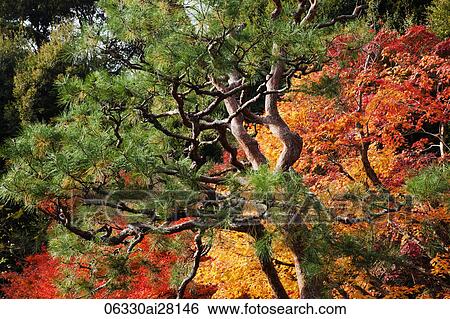 Arashiyama, Autumn Leaves. Kyoto, Japan View Large Photo Image Stock Photograph - Arashiyama, Autumn Leaves. Kyoto, Japan. Fotosearch